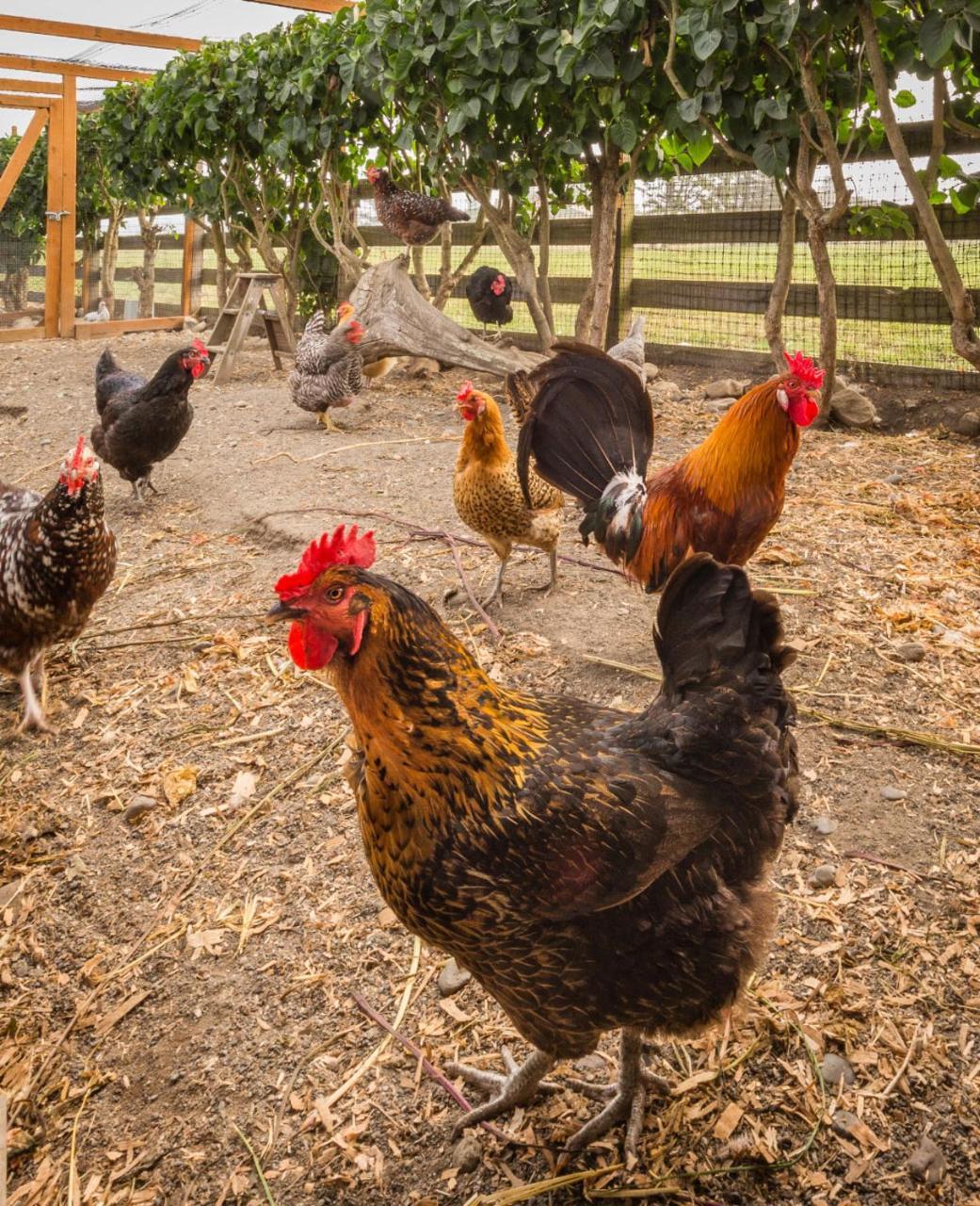 Dungeness Barn House Bed And Breakfast At Two Crows Farm スクイム エクステリア 写真